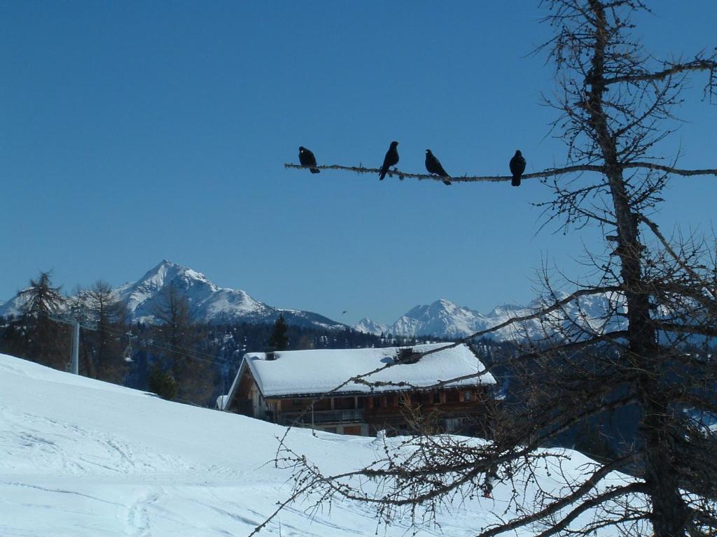 Mecki'S Dolomiten Panorama Stubn Debant Szoba fotó